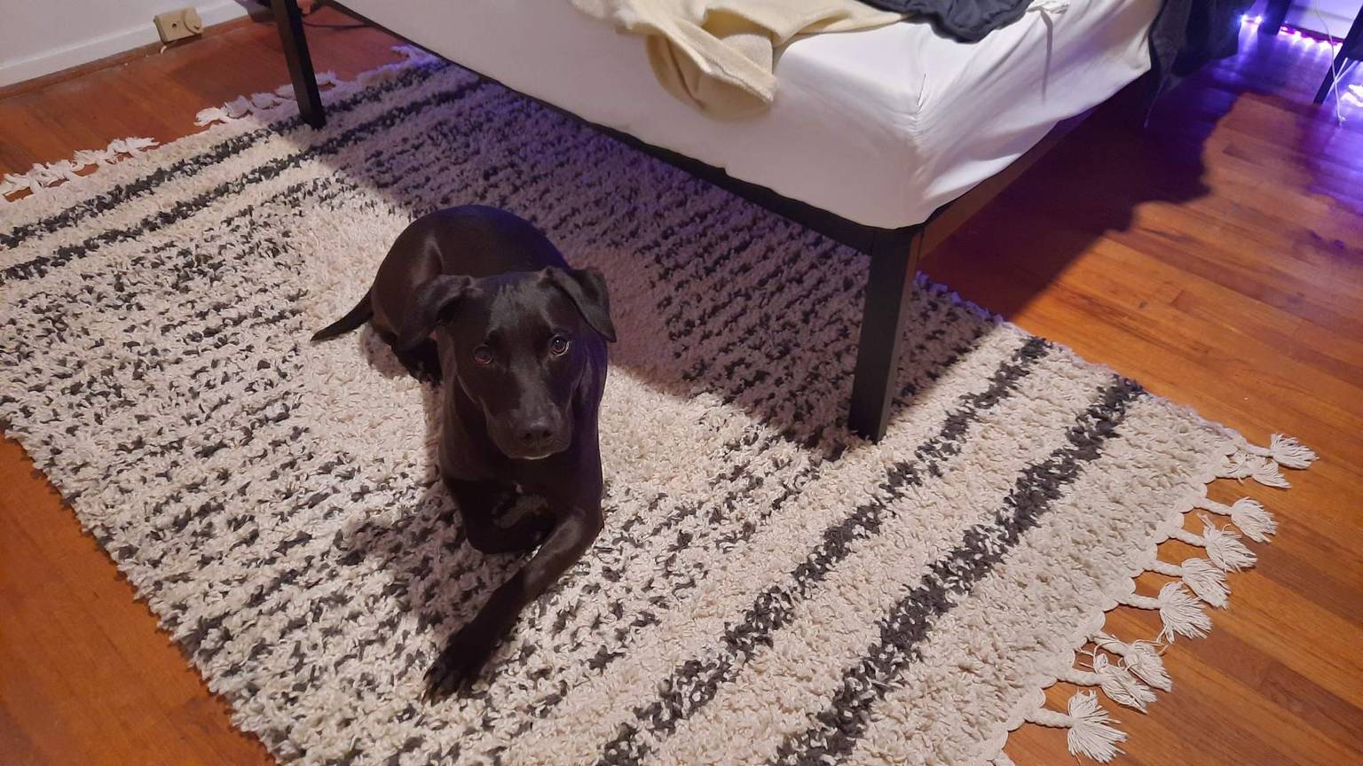 Professional dog boarding services